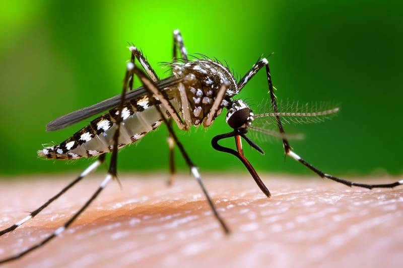 Передача вируса Зика