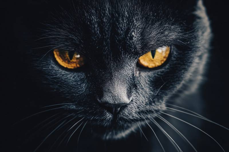 Гладить кошек смертельно опасно