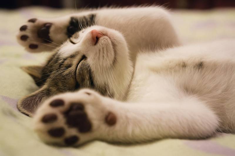 Кошачье мурлыканье