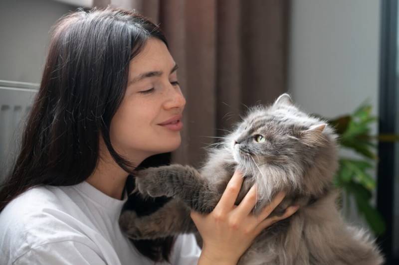 Домашняя кошка
