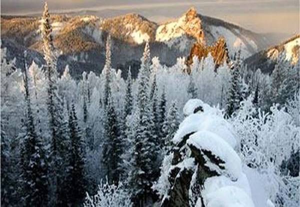 Самый северный лес в