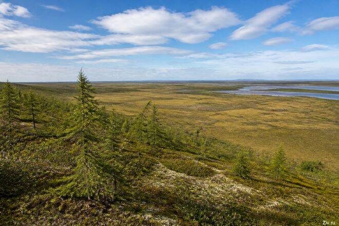 самый северный лес