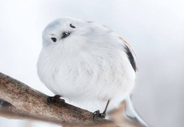 Сима-энага — самая милая