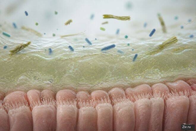 Кишечные микробы и слизь